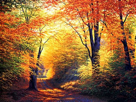 Most Beautiful Autumn Wallpaper Hd