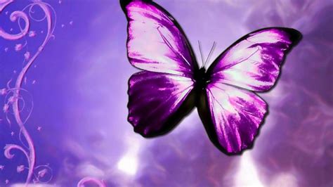 Purple Butterfly Desktop Backgrounds Hd Cute Wallpapers 2024