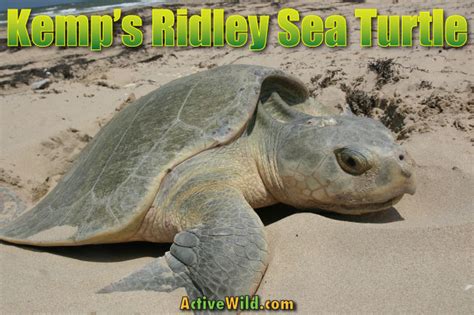 Kemps Ridley Sea Turtle Facts Pictures And Information For Kids And Adults