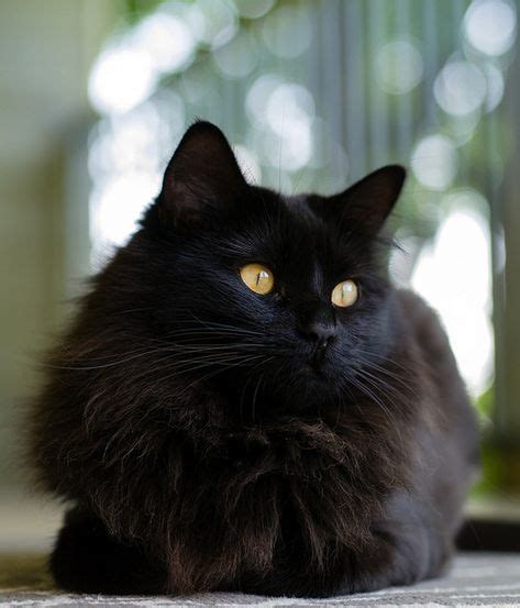 25 Best Long Haired Black Cat Images On Pinterest Black Cats Kitty