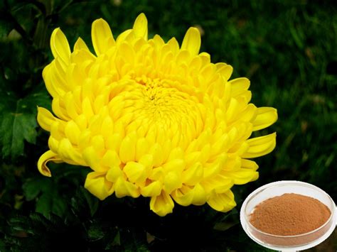 Antibacterial And Antifungal 100 Nature Chrysanthemum Oil Or