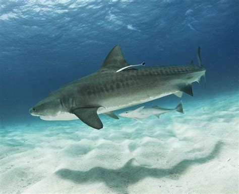 Tiger Shark One Of The Most Dangerous Sharks