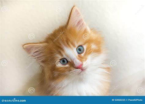 Red Kitten On Blue Background Royalty Free Stock Photography