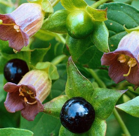 Die zehn giftigsten Pflanzen aus deutschen Gärten - WELT