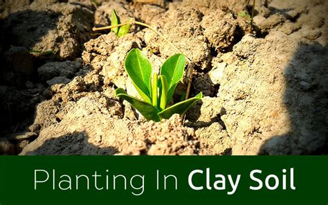 Gardening The Best Plants For Clay Soil Grow In Full