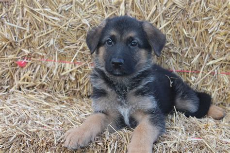 Maybe you would like to learn more about one of these? Aqua x Odin - 6 weeks old - Vom Vrban Haus German Shepherds