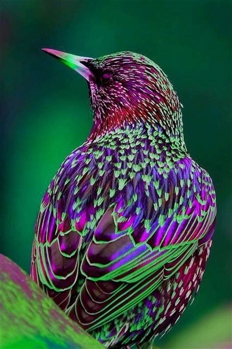 Brightly Colored Bird Birds Of A Colorful Feather Pinterest
