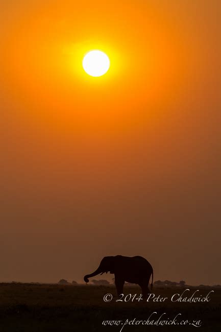 Elephants Of The Chobe Africa Geographic