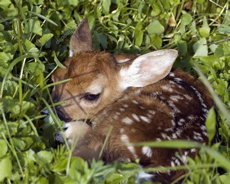 Whitetail Deer Fawn — Stock Photo © Brm1949 1886016