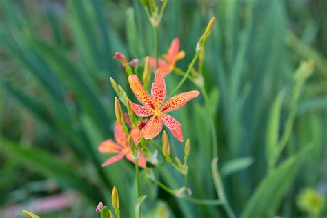 Tiger Lily Flower Or Free Photo On Pixabay