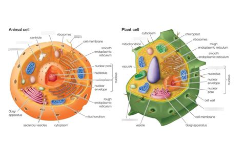 Biology Cell Organelle Functions Diagram Quizlet