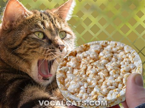 Can Cats Eat Rice Cakes Vocal Cats