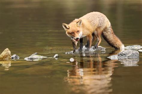 Red Fox In River Eating Little Fish Vulpes Vulpes Stock Photo Image