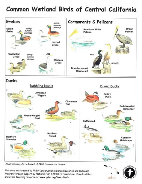 Common Wetland Birds