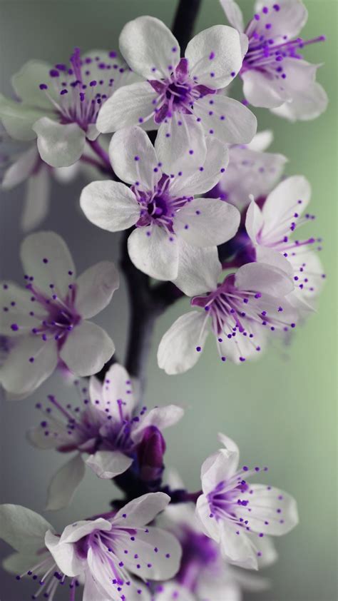 A Picture From Kefir W2452920 Purple Flowers