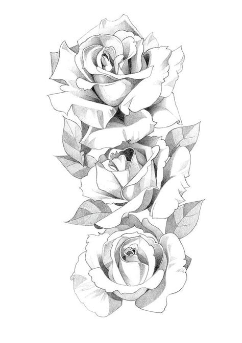 Roses Pencil Drawing 5 By Matthew Hack Pencil Drawings Of Flowers