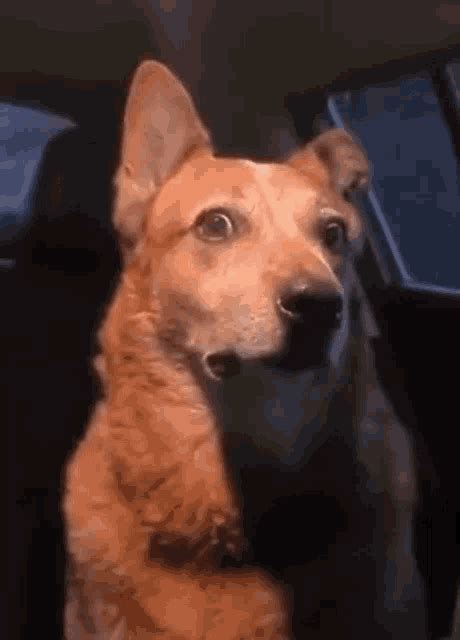 Side Eye Dog GIF Side Eye Dog Worried Découvrir et partager des GIF