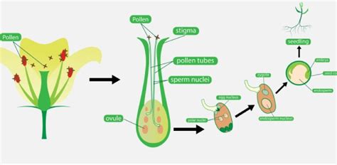 They do this by cutting a leaf off a plant and placing it in water or. Science Quiz: Plant Reproduction - ProProfs Quiz