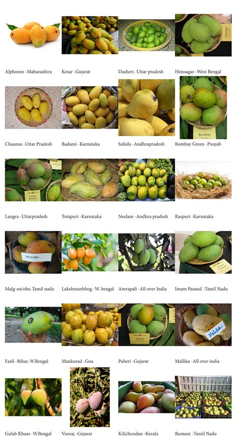 Indian Mango Varieties By States R Infographics