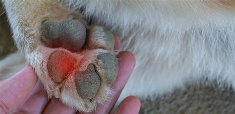 What Does It Mean When A Dog Licks Your Feet