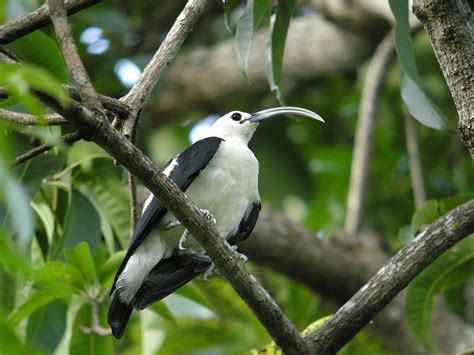 Endemism, or the occurrence of endemic animals and plants, is more common in some regions than in others. List of birds of Madagascar - Wikipedia