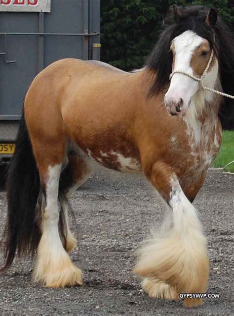 Com what a cute little horse. Gypsy Vanner Horse for Sale | Stallion | Golden buckskin blagdon Skewbald