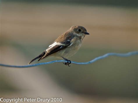 The old world flycatchers are a large family, the muscicapidae, of small passerine birds mostly restricted to the old world (europe, africa and asia). Old World Flycatcher (Muscicapidae)