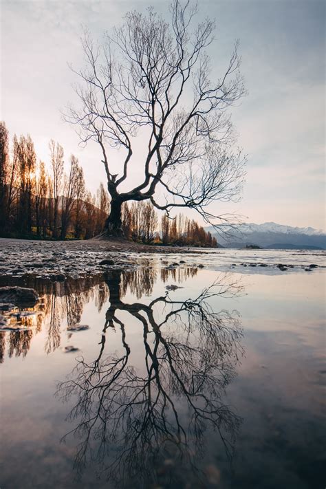 Pictures of trees library, images & pics for tree identification by tree type, photo gallery lists apple tree to willow trees, each with tree facts, info, references. Wanaka Tree Pictures | Download Free Images on Unsplash