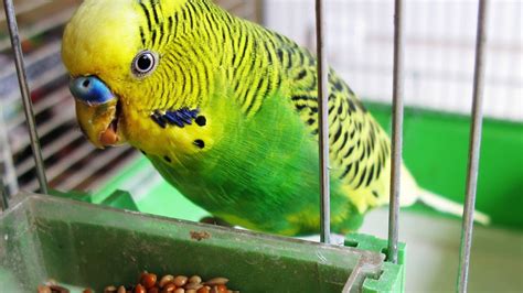 Best Pet Birds For Kids And Beginners Pets World Pro