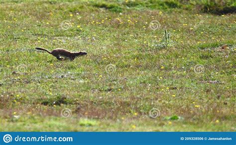 Stoat Or Short Tailed Weasel Mustela Erminea Running Stock Photo