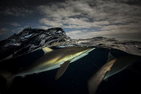 Stunning Split Scene Images Of The Sea Above And Below The Surface