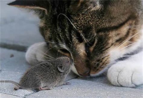 19 Cat And Mouse Friends Examples That Will Make You Believe In Love Again