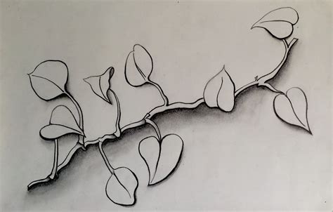 Vine Pencil Vines Pencil Drawings Sketches Arbors Drawing