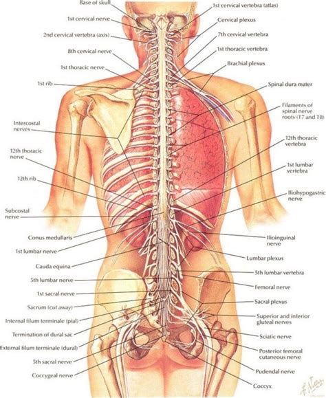 This can be a sign of a damaged, ruptured or enlarged . Bones Of Female Back / It is the part you see when you ...
