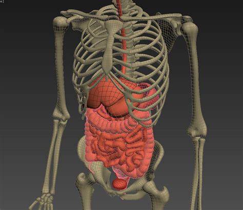 Animated Internal Organs Skeleton Human Body Anatomy Body Muscle Anatomy Human