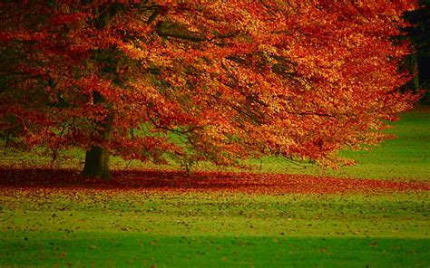 Free Download Autumn Foliage Desktop Wallpapers X X For Your Desktop Mobile
