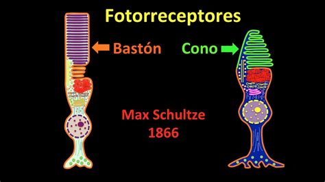 Fotorreceptores De La Retina Conos Y Bastones Centro De Oftalmología