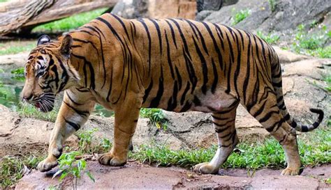 Malayan Tiger The Animal Facts Appearance Diet Habitat Behavior