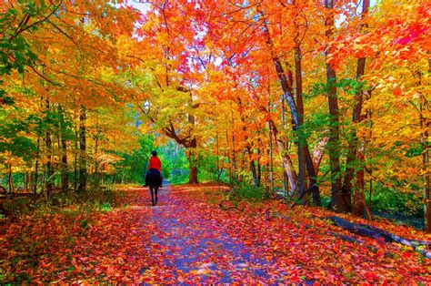 Leaves Horse Path Trees Fall Colors Wallpaper 2048x1357 475991