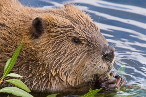 Wetland Mammals Beavers