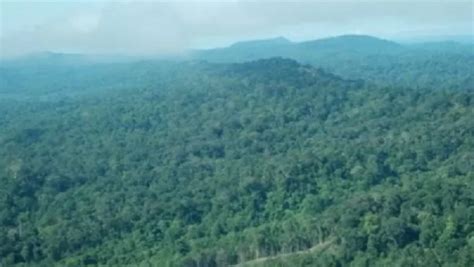 Hutan Perawan Kalimantan Tempat Tak Terjamah Banyak Manusia Jadi