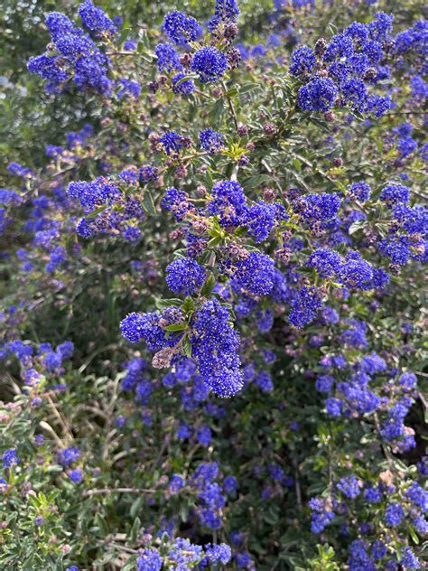 Ceanothus X Xera Azul Xera Plants