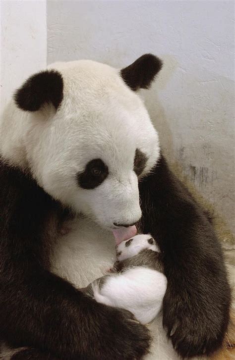 Panda Mama And Baby Animalitos Pinterest