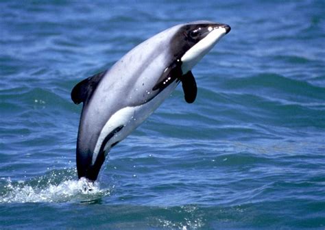 Dianen56 On Twitter Hector Dolphin Dolphins Dusky Dolphin