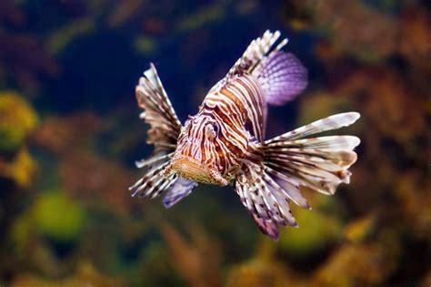 Lionfish Wallpapers Pictures Images