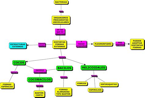 Mapas Conceptuales De Las Bacterias Descargar The Best Porn Website