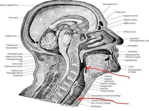 Mbbs Medicine Humanity First Anatomy Of Larynx