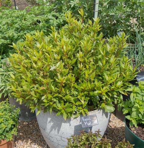 Flipboard Bay Trees In Pots A Guide To Growing The English Garden