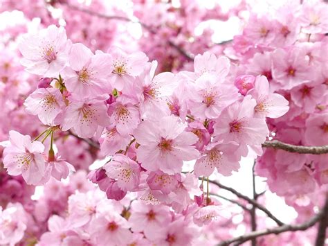 hd wallpaper pink flowers sakura blossom sky spring cheery blossom tree wallpaper flare
