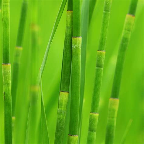 Green Reed Grass Ipad Wallpapers Free Download